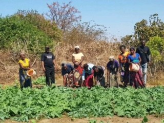 Vegetable Gardens Project Located In Chibombo Village In Zambia