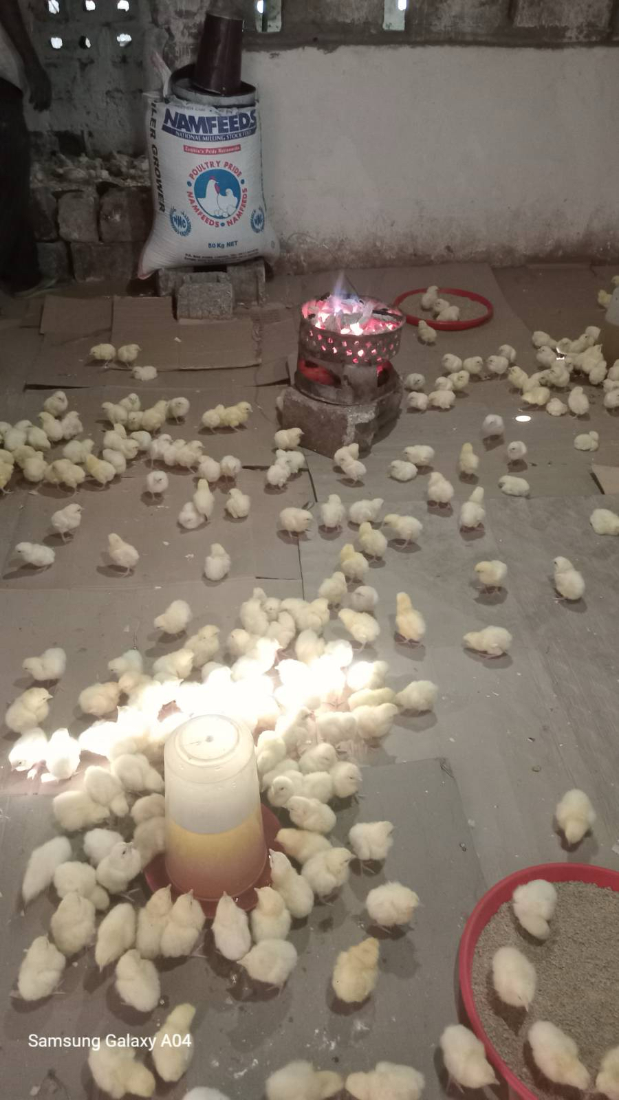 Chicken growing July 2024 101