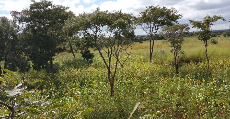 Kabesha Farm and Ranch Property