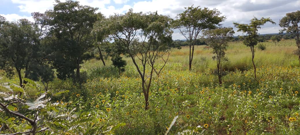 Kabesha Farm and Ranch Property